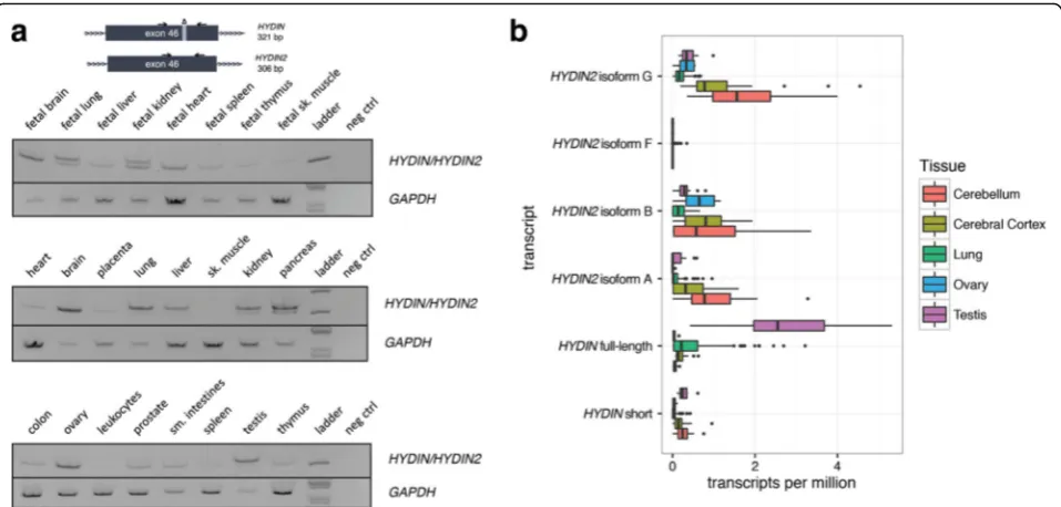 Fig. 4 Tissue-specific expression ofwhile all isoforms of HYDIN/HYDIN2 isoforms. a RT-PCR analysis over a 15 bp deletion in exon 46 of HYDIN2 compares the relativeabundance of HYDIN (top band, 321 bp) and HYDIN2 (bottom band, 306 bp) mRNA in different adul