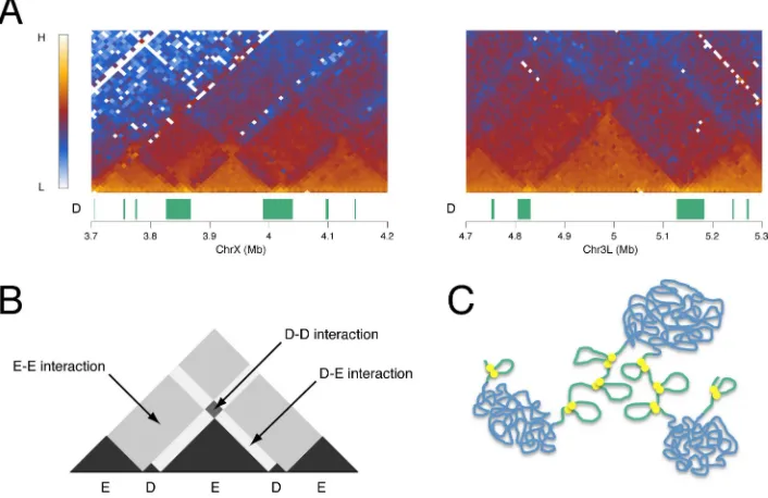 Fig 6. Inter-domain interactions. (A) Kc cell Hi-C interaction heatmaps at selected D and E domainsshowing evidence of interaction between D domains