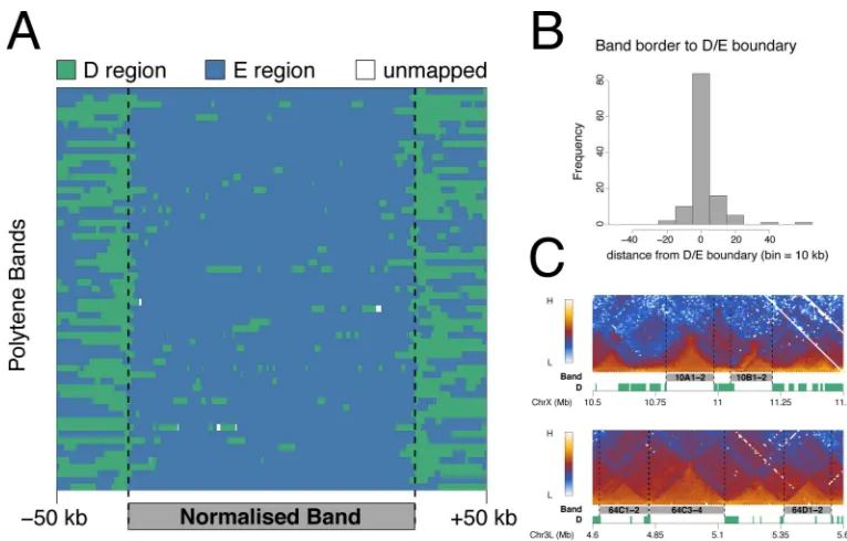 Fig 7. D domains flank polytene chromosome bands. (A) Mapping of D (green) and E (blue) regions toBands were scaled to 200 kb and plotted with 50 kb unscaled flanking regions