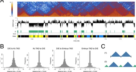 Fig 3. D and E domains are strongly associated with TAD architecture. (A) Heatmap of 10 kb binned normalised Hi-C interactions across a 2 Mbcontrast to model 1 where TADs abut at simple interfaces, we suggest model 2 where prominent TADs (blue) are separat