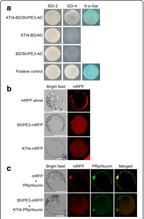 Fig. 9 SlVPE3 interacts with KTI4 in vacuoles.cloned into the pGBKT7 (BD) and pGADT7 (AD) vectors,respectively, resulting in the KTI4-BD and SlVPE3-AD plasmids,which were co-transformed into yeast