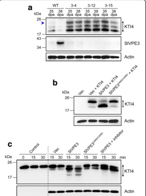 Fig. 10 SlVPE3 is involved in KTI4 cleavage.tagged KTI4 proteins. His-KTI4 was expressed and purified fromchia colibenthamianaa mutated form of SlVPE3 (anti-KTI4 antibody