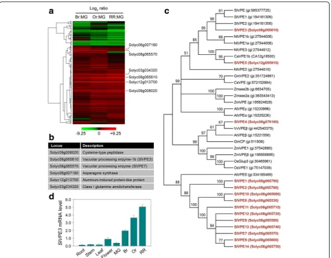 Fig. 1 Expression analyses of tomato cysteine proteases reveal the involvement ofcalculated using the earliest stage (numbers) and functional annotations of the cysteine protease genes whose mRNA levels increased more than tenfold during tomato fruit ripen