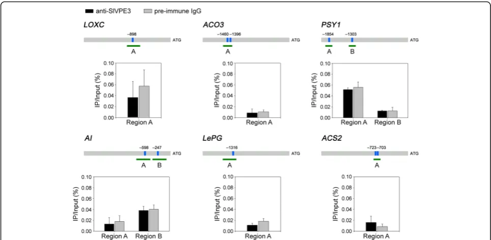 Fig. 7 SlVPE3 does not bind to the promoters of genes with abnormal expression in SlVPE3 silenced fruit