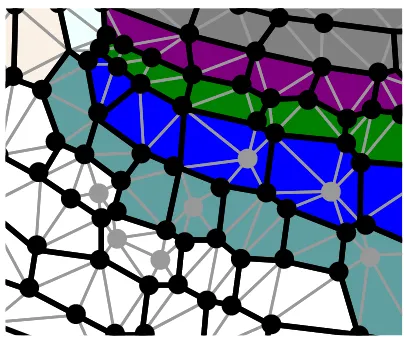 Figure 1: Vertex-based organ representation.Circlesindicate vertices. Gray lines show triangulation of thepolygonal regions.Gray circles are vertices insertedwithin cells for the purposes of triangulation