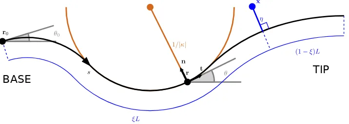 Figure 2: Midline organ representation in two spatial dimensions. The variable smidline (thick black line), which is of total lengthand normal vectors, respectively