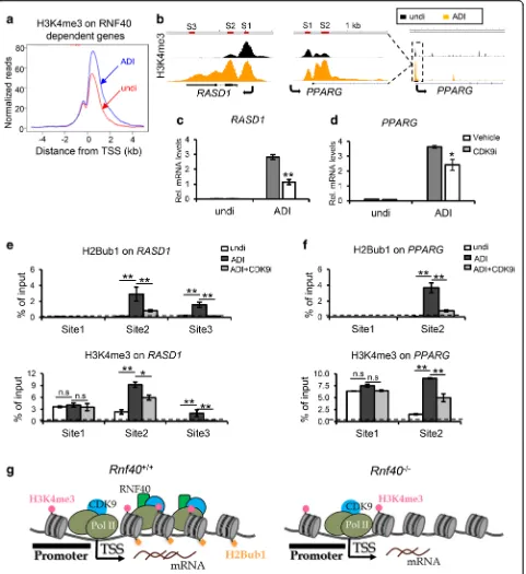 Fig. 4 CDK9 is required for spreading of H3K4me3 into the body of tissue-specific genes