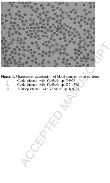 Figure 1.ACCEPTED MANUSCRIPT Microscopic examination of blood samples obtained from: i