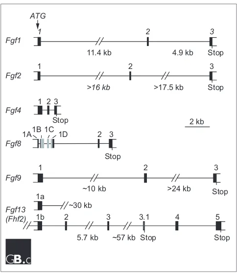 Figure 1Gene structure of selected members of the are not shown; inclusion of these exons extends the gene byapproximately 69 kb [78]