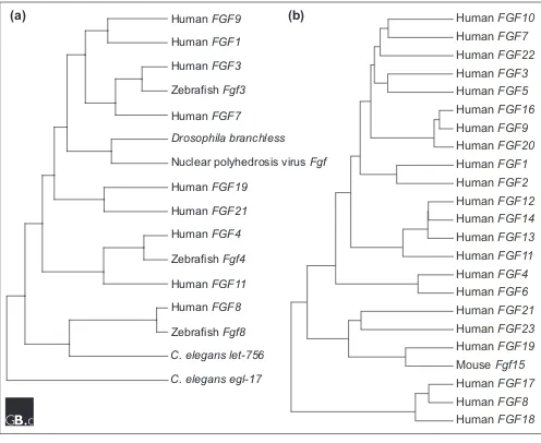 Figure 2Evolutionary relationships within the FGF family. (a) Apparent evolutionary relationships between FGFs from vertebrates,invertebrates and a virus