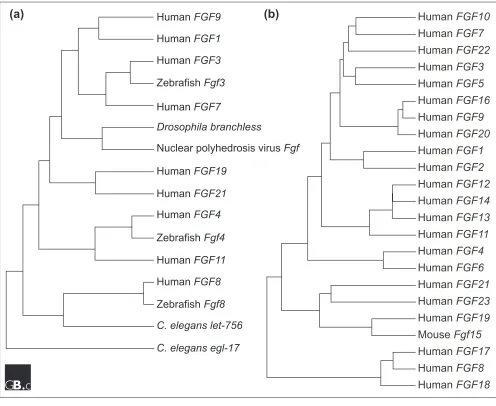 Figure 2Evolutionary relationships within the FGF family. (a) Apparent evolutionary relationships between FGFs from vertebrates,invertebrates and a virus