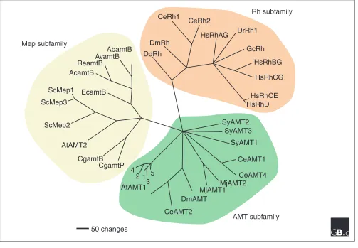 Figure 2A phylogenetic tree of Mep, AMT and Rh-like proteins. Rh and AMT/Mep proteins are found in bacteria, archaebacteria andsapiensammonia transport have been included: vinelandii; Ab, Azospirillum brasilense; Re, Rhizobium etli; Cg, Corynebacterium glu