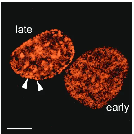 Figure 1Timing of replication correlates with chromatin location.HeLa cells were briefly pulsed with Cy3-dUTP to markactively replicating regions of chromatin, then fixed andimaged on a fluorescence microscope