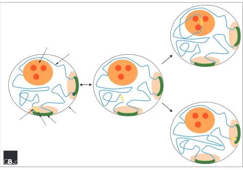 Figure 3A simplified representation of a model for nuclear dynamics. (a) Chromatin loci and nuclear bodies are constrained within anuclear subvolume, either by tethering to another structure or by physical boundaries to their movements