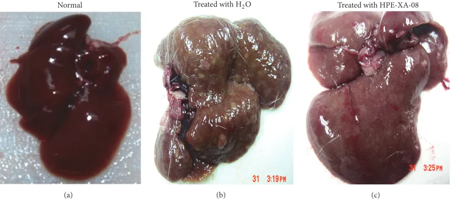 Figure 2: Macroscopic analysis of cirrhotic liver following treatment regime. Liver cirrhosis was induced by TAA for 12 weeks