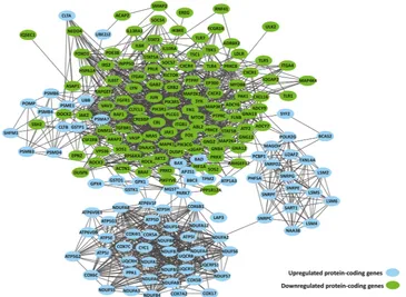 Figure 3. Interaction network analysis of DE protein-coding genes in primary monocytes of XLA patients compared to healthy subjects