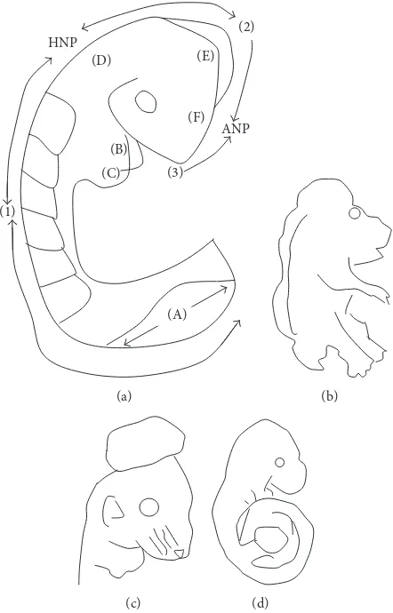 figure illustrating the multiple points of closure of the neural tube, directions of closure, and the different locations of neuropores in theFigure 2: Points of closure in the mouse embryo and phenotypes of failure of closure of the various points along t