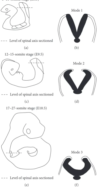 Figure 4: Schematic figure showing progressive developmental stages of the mouse embryo and sections through the PNP at these stages.(a) Schematic of embryo at 6–10-somite stage, which has already undergone closure (1); (b) section through PNP of (a), depicting Mode 1neurulation; (c) schematic of embryo at 12–15-somite stage; (d) section through PNP of (c) exhibiting Mode 2 neurulation; (e) schematic ofembryo which has undergone closures (1), (2), and (3) with PNP being the only remaining unfused section of the neural tube; (f) sectionthrough PNP of (e) depicting Mode 3 neurulation.