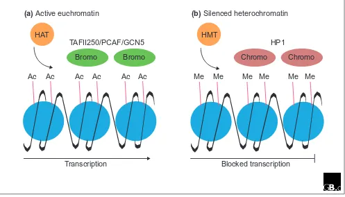 Figure 1A model for the generation of transcriptionally active and inactive chromatin domains by post-translational histonemodification