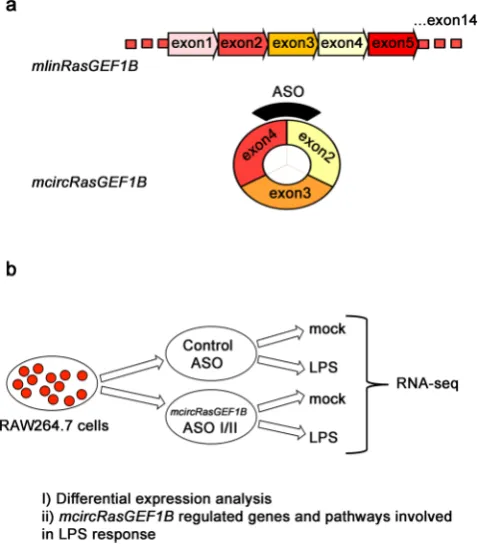 Figure 1. Characterization of the role of mcircRasGEF1B in LPS response. (a) mcircRasGEF1B is produced by the RasGEF1B locus in mouse through backsplicing
