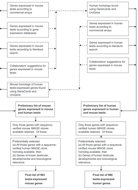 Figure 1Flow chart of the procedure used to compile mouse and human testis expression array gene lists.
