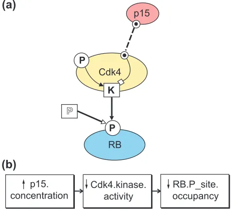 Figure 2(a) A simplified model of a Cdk4 kinase molecule illustrateshow basic BioD icons and action arrows can conciselyrepresent intra- and inter-molecular actions