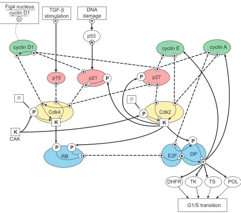 Figure 3A BioD model of structures and functional elements controlling the G1/S transition of the cell cycle [6,10-14]