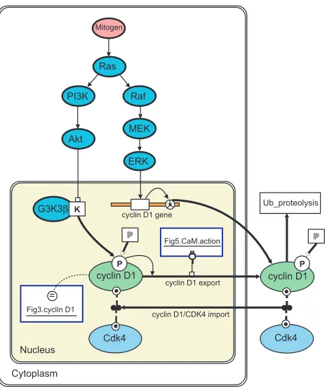 Figure 4The activation of cyclin D1 gene expression by parallel Raskinase cascades [44] modeled with BioD