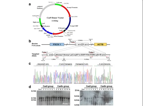 Fig. 5 Insertion and selection of the NRAMP1 transgenic colony using single Cas9 or Cas9n