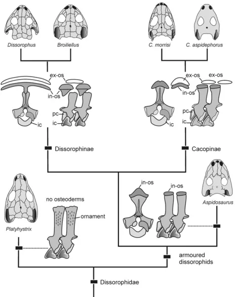 Figure 7. Distribution of osteoderm and vertebral characters in the Dissorophidae. Only some derived dissorophid taxa share twoseries of osteoderms, and the structural differences of the internal osteoderms are considerable: alternating with neural arches 