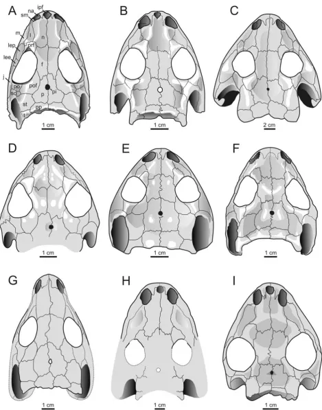 Figure 1. Skull roofs of selected dissorophids in dorsal view. A. Cacops morrisi (OMNH 53073); B