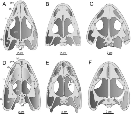 Figure 2. Palates of selected dissorophids in ventral view. A. Platyhystrix rugosus (Berman et al