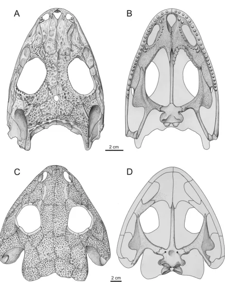 Figure 3. Details of dissorophid cranial anatomy exemplified byand Cacops morrisi (A, dorsal; B, ventral, based on OMNH 53073) Dissorophus multicinctus (C, dorsal; D, ventral, based on MCZ 1221, USNM 21904, 23726).