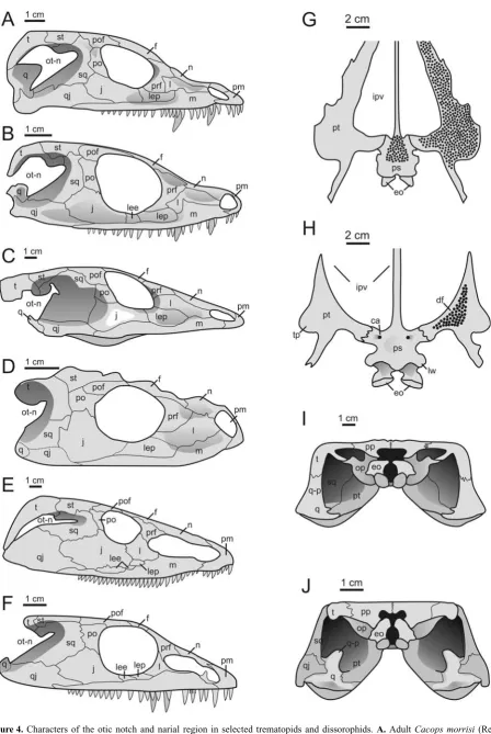 Figure 4. Characters of the otic notch and narial region in selected trematopids and dissorophids.ma dunni(FMNH 31189);Phonerpeton priceiet al
