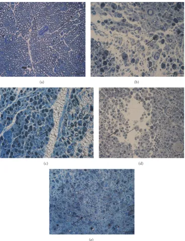 Figure 1: These photographs illustrated sections of sciatic nerve stained with Toluidine Blue at various time points