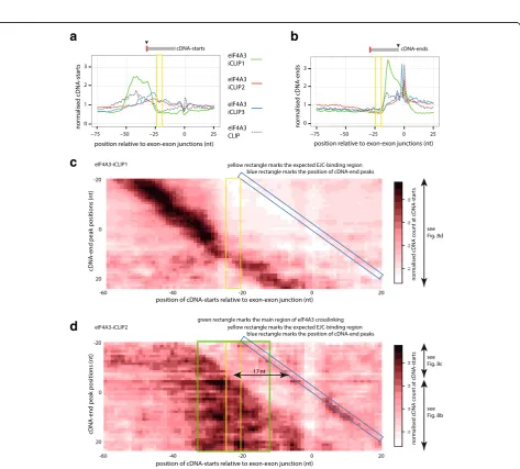 Fig. 6 Constrained cDNA-ends affect the cDNA-starts at 3cDNAs that map to introns which contain cDNA-ends at positions overlapping the last two nucleotides of introns