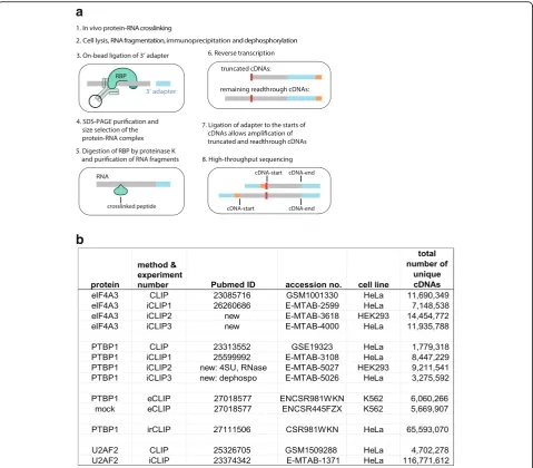 Fig. 1 An overview of methods and experiments.which creates covalent bonds between proteins and RNAs that are in direct contact (step 1)