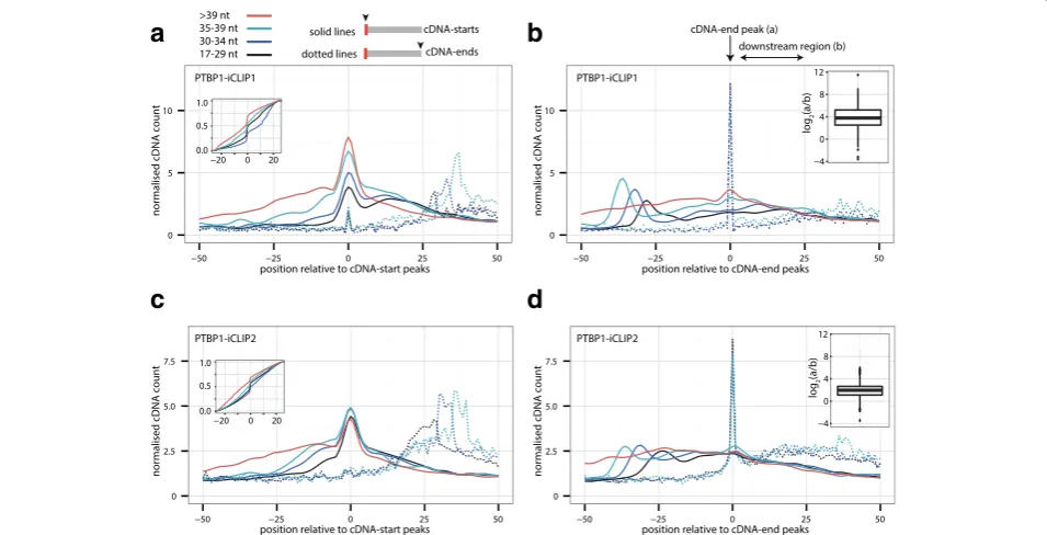 Fig. 4 Non-coinciding cDNA-starts are a result of constrained cDNA-ends.5 nt to 25 nt downstream of the cDNA-end peak (marked by a The cDNA-starts (solid lines) and cDNA-ends (dotted lines) of PTBP1-iCLIP1 areplotted around the cDNA-start peak that was ide