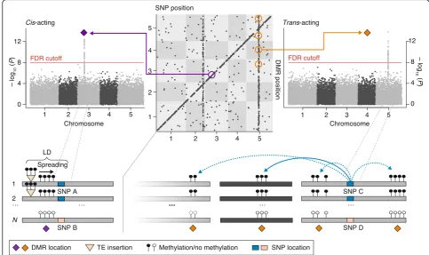 Fig. 2 Schematic summary of a methylation quantitative trait locus (meQTL) mapping study inin thetransposable element (association is shown in the(region ( A