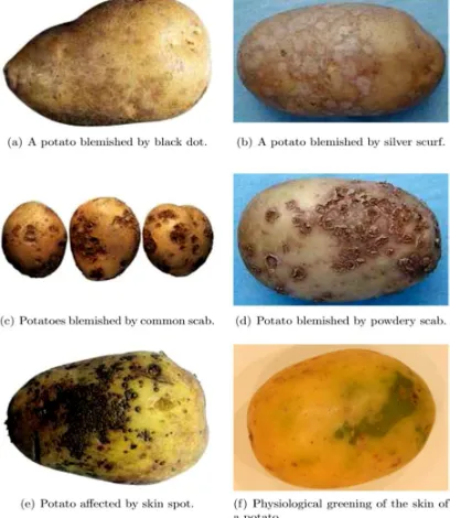 Fig. 1 Common Potato Blemishes 