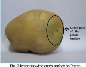 Fig. 3 Image showing green surface on Potato 