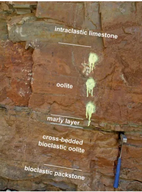 Figure 5. Photograph of the TOH at Seis with subdivision inlogged beds. This figure is available in colour online at: mu-seum-fossilrecord.wiley-vch.de.