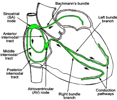 Fig. 2  Physiological features of human heart 