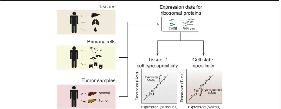 Fig. 1 Evaluation of RP expression specificity across human tissues, primary cells, and tumors