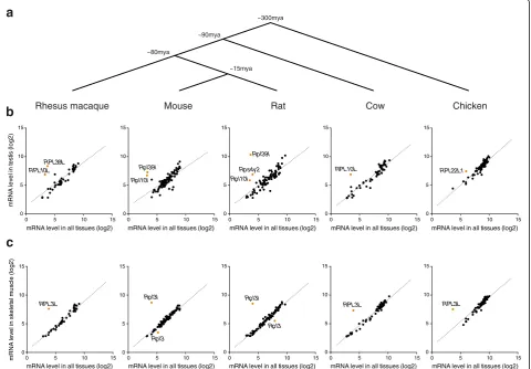 Fig. 3, is specifically expressed in testis. Skeletal muscle samples exhibit a striking up-regulation of the non-canonical RP gene paralogthe linear fit is shown as aof RPL3L,( RP mRNA expression levels in testisb RPL10) and skeletal muscle ( c and RPL39L 