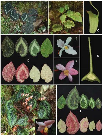 Figure 5. Morphological variation of Begonia longiciliata in China(Photos by Daike Tian) A–E popu-lation from Guizhou Province: A individual with dark green leaves and white variegation (near white ring or isolated white spots) B pure green-leaved individual C fruit with one long wing and two short wings D comparison of adaxial (upper) and abaxial (low) views of leaf variation in colour and variega-tion E male flower (deep-pink one not shown) F–J population from Yunnan province: F female flower, showing pink variant G cross-section of ovary showing two locules and bilamillate placenta H dark-green leaved individual with a light-green ring band I male flower showing very long anther in upper portion of androecium J comparison of adaxial (upper five leaves) and abaxial (lower five leaves), showing differences in leaf colour and variegation of different individuals.