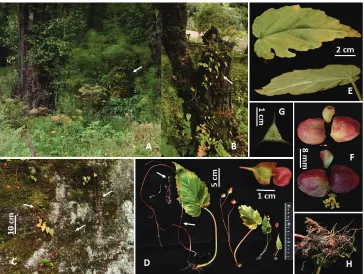 Figure 1. Habitat and morphology of Begonia dioica (Photos by Daike Tian) A, B habitat (rock-moss surface and tree trunk, arrows indicate begonia plants) C individuals with long red stolons (arrows indi-cate stolons) D plants of different size and stolons with small whitish aerial bulbs (arrows indicate tiny bulbs) E leaves showing glabrous adaxial (upper) and abaxial (low) surfaces F female flowers with three tepals (upper: adaxial view, low: abaxial view) G cross-section of ovary with bilamellate axile placenta and three locules H tubers under moss.