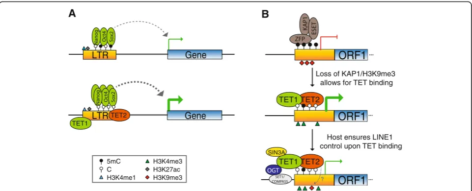 Fig. 6 Models of TET-dependent regulation of TEs. a TE-derived ESC enhancers interact with highly expressed genes; TET binding is associatedwith lower 5mC levels, increased NOS binding and higher gene expression, which could have played a role in the exapt