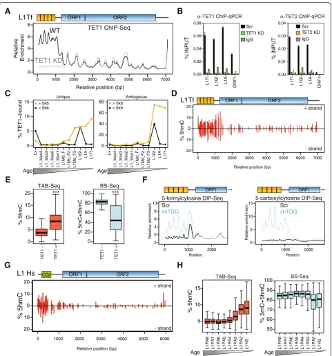 Fig. 3 TETs bind to full-length, young L1s.L1Hs element also shows an enrichment at the 5data aligned to a L1Tf element reveal 5hmC enrichment at the 5associated with higher 5hmC levels and concomitant lower 5mC (***L1Tf; depletion of TDG leads to an accum
