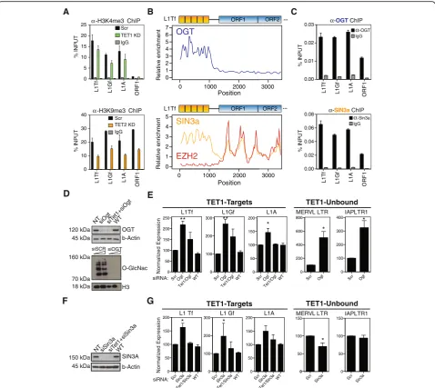 Fig. 5 TET-dependent epigenetic activities repress L1 expression. a TET1 depletion leads to a relatively small loss of H3K4me3, whereas TET2-depleted cells have a pronounced loss of H3K9me3 (representative replicate from n = 3–7; see Figure S6B)